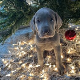 Green - Silver gray male Weimaraner puppy in Granite Falls, North Carolina from Pups and Pastures- Weimaraners