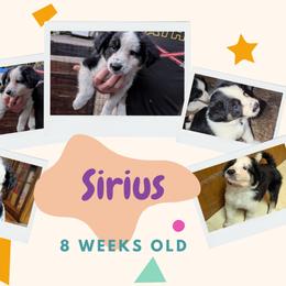 Australian Shepherd and Great Dane Puppies from AEW Farm