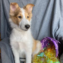 Girl 3 (Green) - Sable and white Collie puppy in Citra, Florida from Faith Rough Collie’s