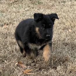 Winston - Black and red male German Shepherd puppy in Charlottesville, Virginia from AB_Elite_GSD