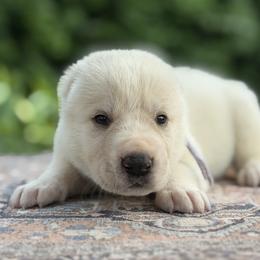 Cesar - White male Central Asian Shepherd Dog puppy in Island City, Oregon from Alabaivalley