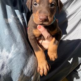 Snickers - Red and rust male Doberman Pinscher puppy in Ludowici, Georgia from Royal Destiny Kennels