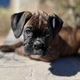 Boxer Puppies from Sergeant's Boxers