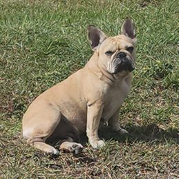 Sage - French Bulldog