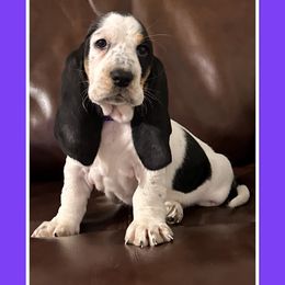 Girl 5 - Black white and brown Basset Hound puppy in Columbia, South Carolina from Pawmetto Hounds