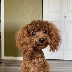 Kingsley - Poodle