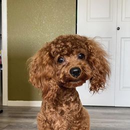 Kingsley - Poodle