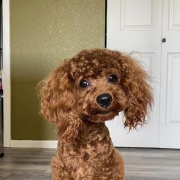 Kingsley - Poodle