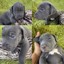 Catahoula Leopard Dog Puppies from Middle Acres Catahoulas