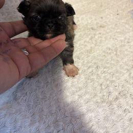 Coco - Fawn sable female Pekingese puppy in Plano, Texas from Dogs lovers