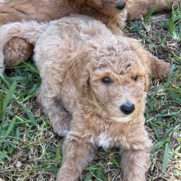 H25 Male Green Collar(Hulk) - Red  male Goldendoodle puppy in Cape Coral, Florida from GoldenDoodles Cape Coral