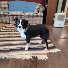 Charlie - Miniature American Shepherd