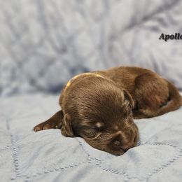 Labrador Retriever Puppies from Hicks Family Homestead