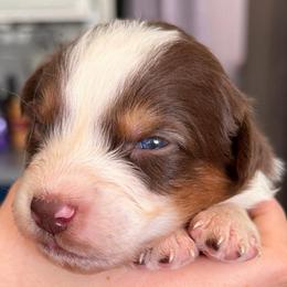 Cedar - Red tri-color male Australian Shepherd puppy in Hemet, California from Perfect Companion Aussie's
