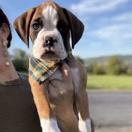 Green Collar Flashy Fawn Male - Fawn male Boxer puppy in Alpine, New York from Kickin Rooster AKC Boxers
