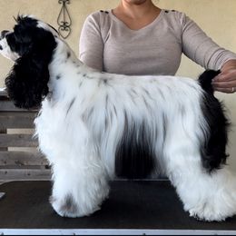Tin tin - Cocker Spaniel