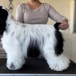 Tin tin - Cocker Spaniel