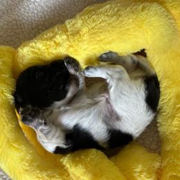 Thunder - Black and cream male Dachshund puppy in Wolf Lake, Indiana from Canisteo Dachshunds