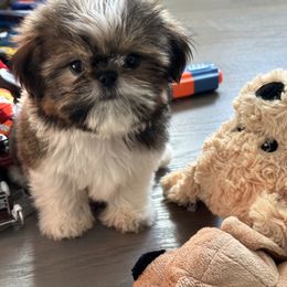 Shih Tzu Puppies from Magnolia Tzus