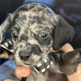 Alder (Dapple Doxiepoo) - Brindle male Companion Cross puppy in Waldron, Arkansas from Kay’s Cutie Poos