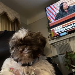 Shih Tzu Puppies from Patton's Shih Tzus
