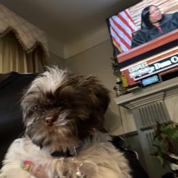 Shih Tzu Puppies from Patton's Shih Tzus