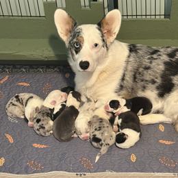Tenley - American Corgi