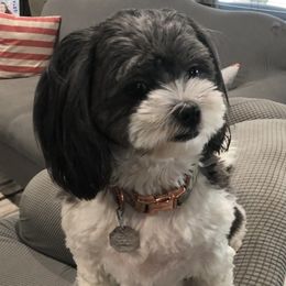 Shihpoos from Debbie Woods' Shihpoos