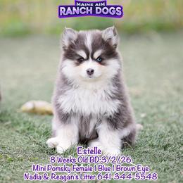 Estelle - Blue female Pomsky puppy in Humeston, Iowa from M.A.R. Dogs