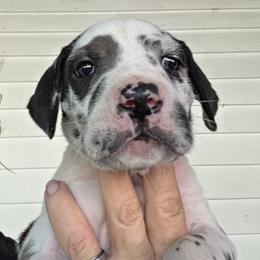 HARLEQUIN FEMALE GREEN BLACK COLLAR - Harlequin female Great Dane puppy in Hickman, Kentucky from Tidal Wave Danes