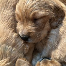 Purple - Golden male Golden Retriever puppy in David City, Nebraska from Lucky Penny Goldens