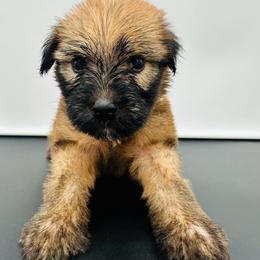 Gold - Wheaten female Soft Coated Wheaten Terrier puppy in The Colony, Texas from Wonderful Wheatens