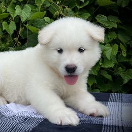 Kaia - White female Alaskan Malamute puppy in Michigan from Warrior’s Legacy Alaskan Malamutes