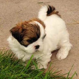 Shih Tzus from Rocky Mtn Shih Tzu