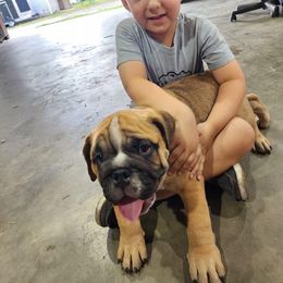 Bulldog Puppies from Adorable Bulldogs