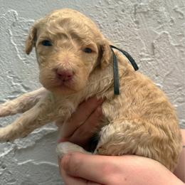 Castle - Cream female Goldendoodle puppy in Atlantic Beach, Florida from Glamorous Golden Doodles