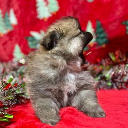 Winter - Orange sable male Pomeranian puppy in Titus, Alabama from Harmony Pomeranians