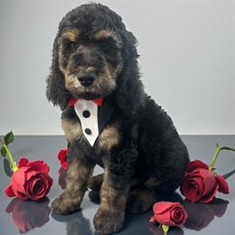 Batista - Phantom male Goldendoodle puppy in Prosperity, Pennsylvania from Stelladoodles & Company