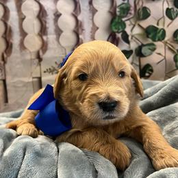 Mandevilla - Cream male Goldendoodle puppy in The Woodlands, Texas from Gracie's Goldendoodles and Bernedoodles