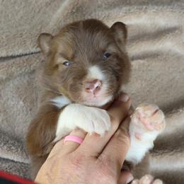 Green Collar - Red male Border Collie puppy in Courtland, Alabama from C Bar C Ranch Border Collies