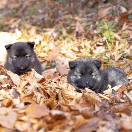 Pomsky Puppies from New World Pomskies