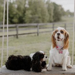 Eddy Puppy 3 - Blenheim Cavalier King Charles Spaniel puppy in Asheboro, North Carolina from Farmwood Cavaliers