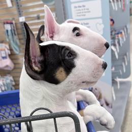 Bull Terriers from Rebel Angel