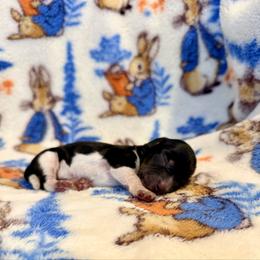 Casanova - Piebald male Dachshund puppy in Nampa, Idaho from 208 Wiener Wiggle Butts LLC