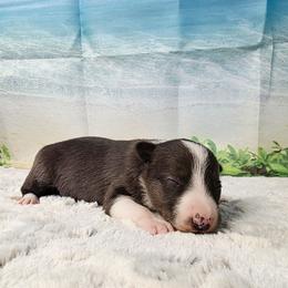 Fiji - Atypical merle female Border Collie puppy in Avilla, Indiana from Borderline Kennels