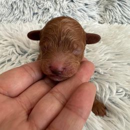 Boy 1 - Brown male Poodle puppy in Denair, California from 209 Puppies California