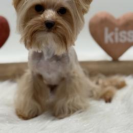 Zeke - Gold male Yorkshire Terrier puppy in Benton, Illinois from Furry Tailz Yorkies