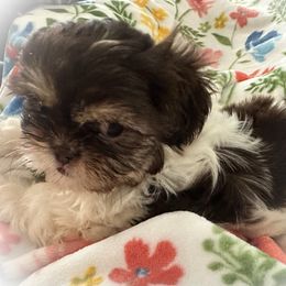 Girl 4 - Liver and white female Shih Tzu puppy in Ocala, Florida from Mimi's Shih-tzus of Ocala