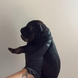 Eliska - Sable female German Shepherd puppy in Knowlton Township, New Jersey from Augenblick Kennels