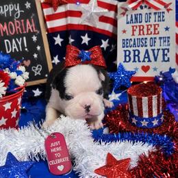 Black n White Classic Lady - Black brindle and white female Boston Terrier puppy in San Antonio, Texas from JT Bostons